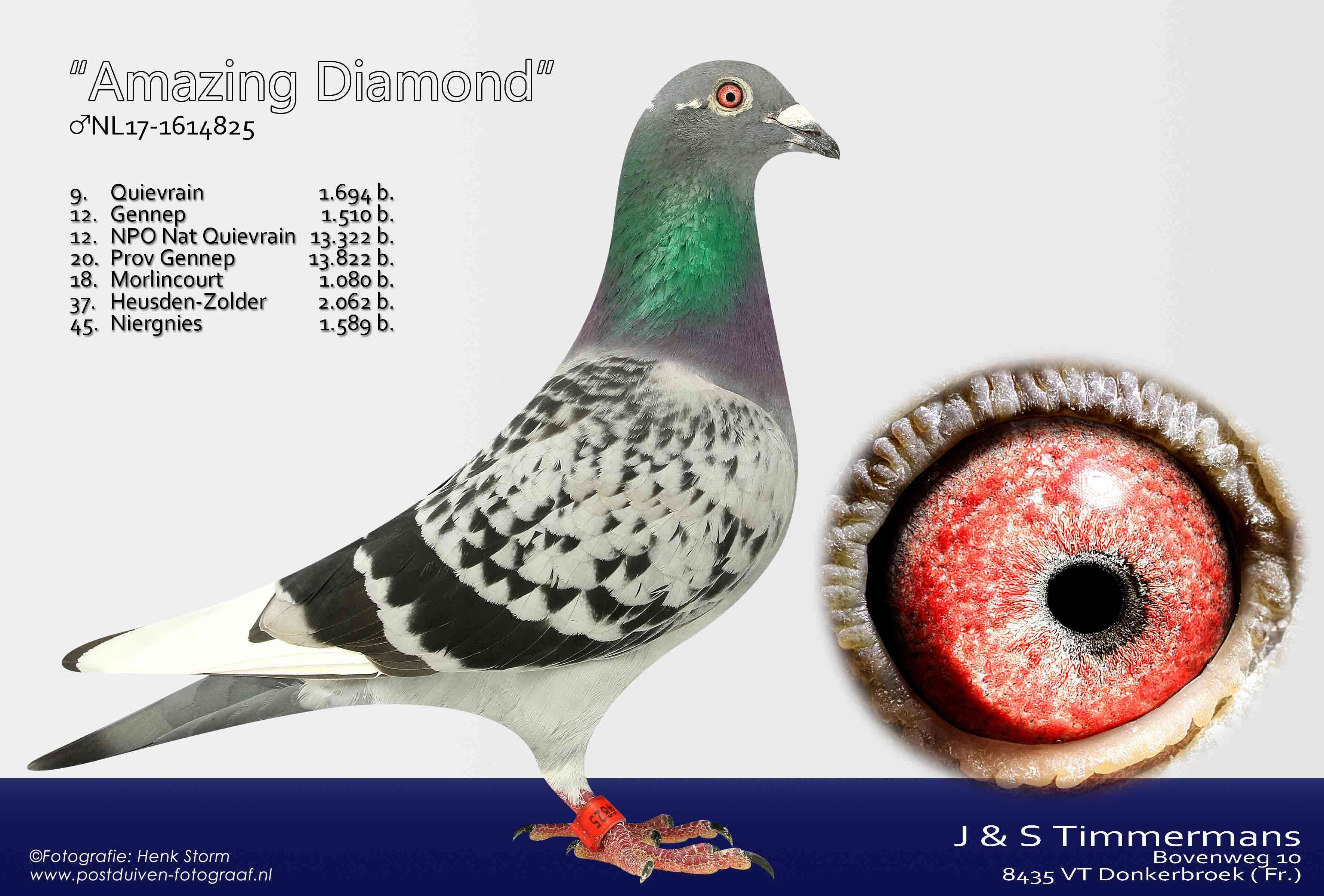 Amazing-Diamond-NL17-1614825