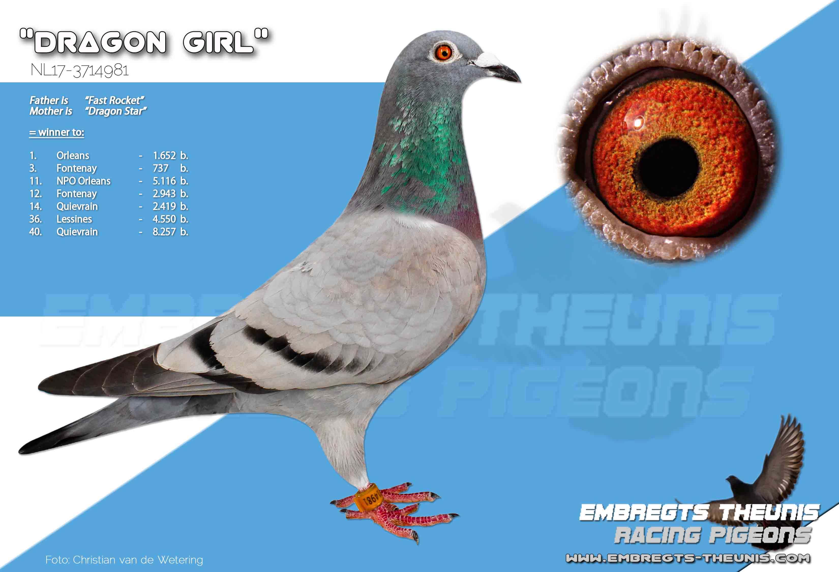 Dragon-Girl-NL17-3714981