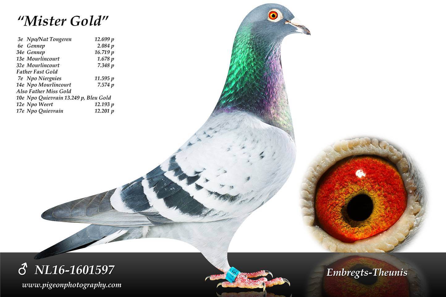 Mister-Gold-NL16-1601597
