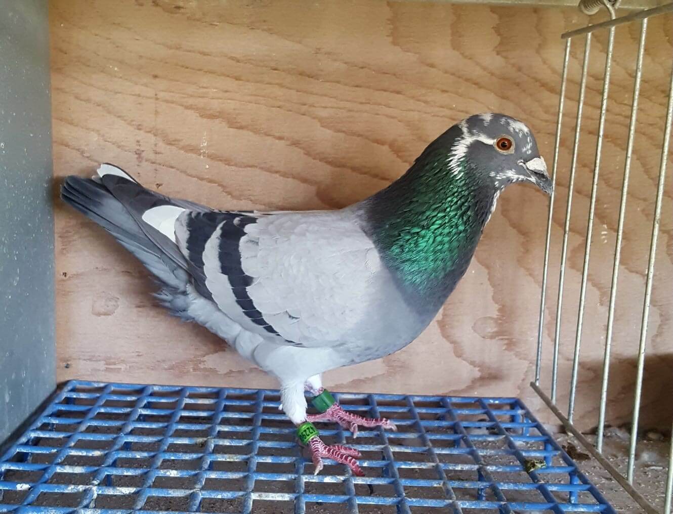 duif-4-6-2019