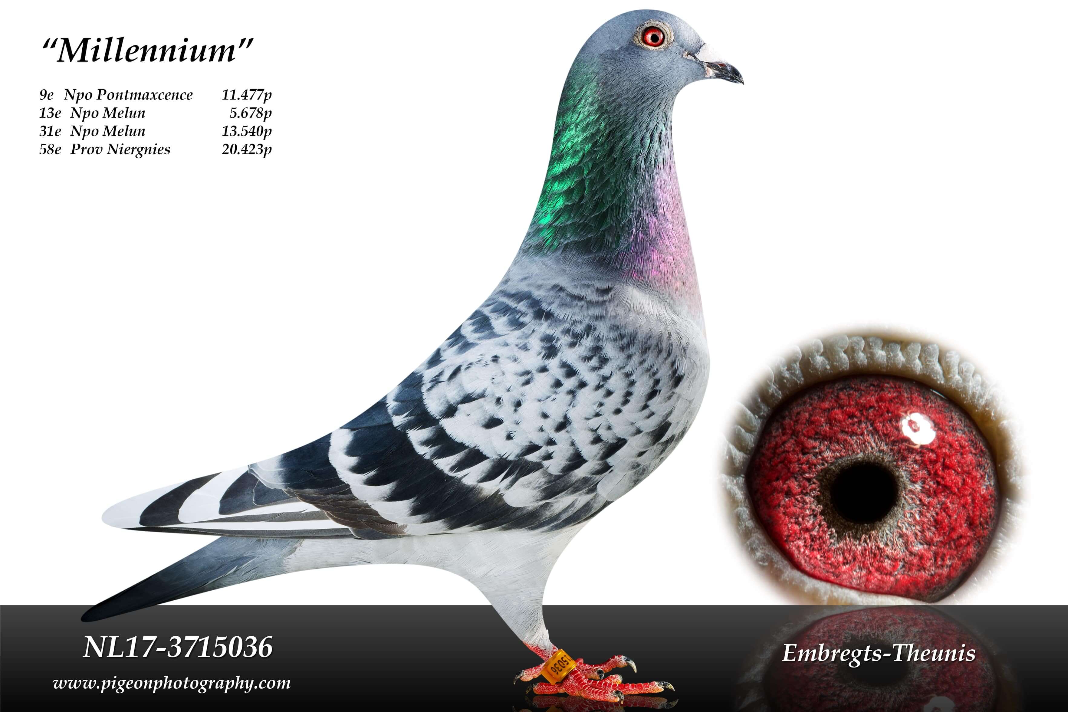 Millennium-NL17-3715036